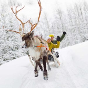 reindeer ride in Lapland