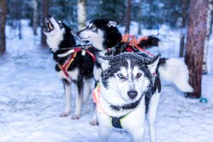 Dog Sled Ride Rovaniemi