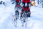 Husky-sledge safari adventure